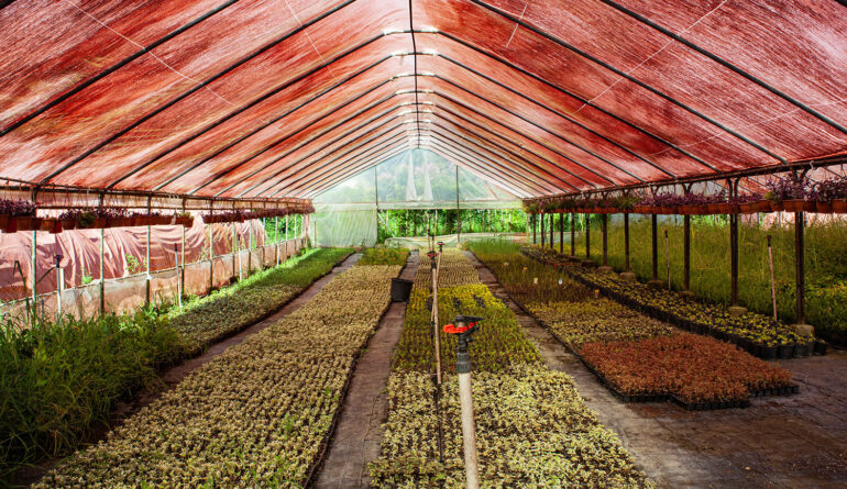 Bitki Sağlığı ve Büyüme Destek Hizmetleri 1