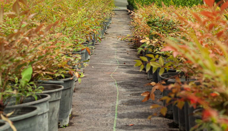 Projeye Özel Bitki Seçimi 1