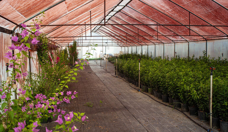 Toptan Bitki Tedariği 1