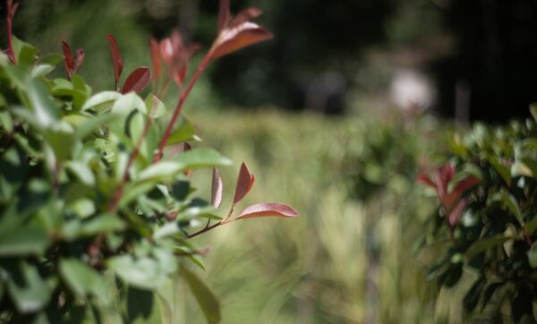 10-000-m²-alanda-bitki-yetistiriyoruz-surdurulebilir-peyzaj-cozumleri-icin-kaliteli-uretim-min 10-000-m²-alanda-bitki-yetistiriyoruz-surdurulebilir-peyzaj-cozumleri-icin-kaliteli-uretim-min