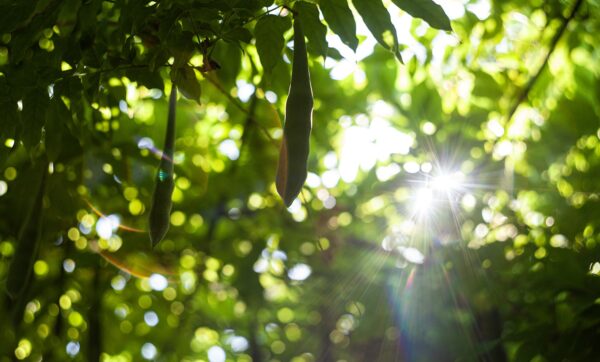 Doğal Gübrelerin Peyzaj Projelerinde Kullanımı ve Avantajları Doğal Gübrelerin Peyzaj Projelerinde Kullanımı ve Avantajları