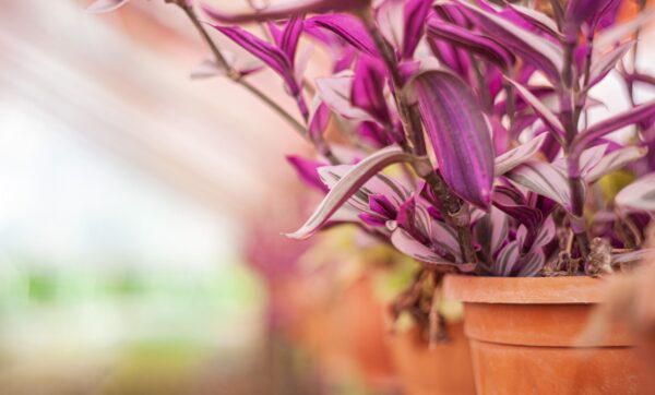 Peyzaj Mimarlığında Trendler 2024 Yılında Öne Çıkan Tasarım Fikirleri Peyzaj Mimarlığında Trendler 2024 Yılında Öne Çıkan Tasarım Fikirleri