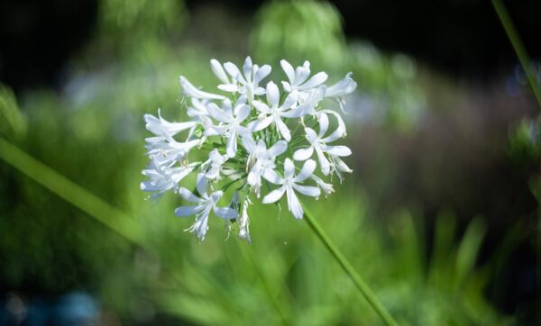 peyzaj-tasarimi-ile-bahcenizi-donusturun-dogru-bitki-secimi-ve-kullanimi-min peyzaj-tasarimi-ile-bahcenizi-donusturun-dogru-bitki-secimi-ve-kullanimi-min